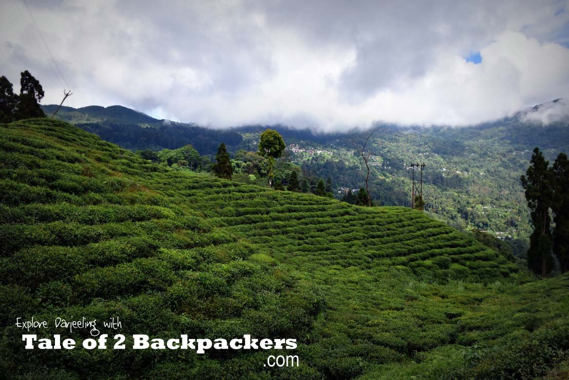 Darjeeling first flush