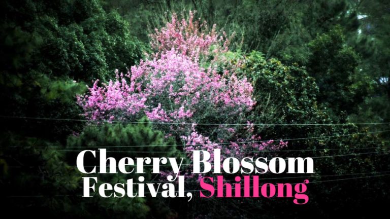 Cherry Blossom festival Shillong