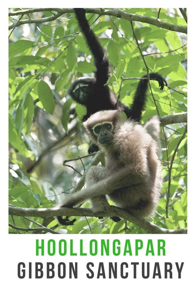 Hoollongapar Gibbon Sanctuary