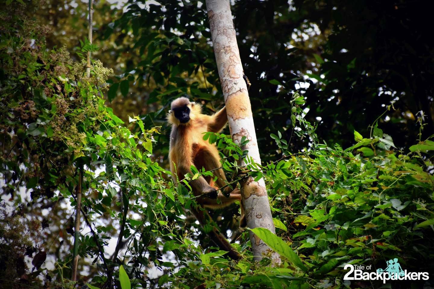 hoollongapar gibbon sanctuary Jorhat Assam Wildlife at Assam