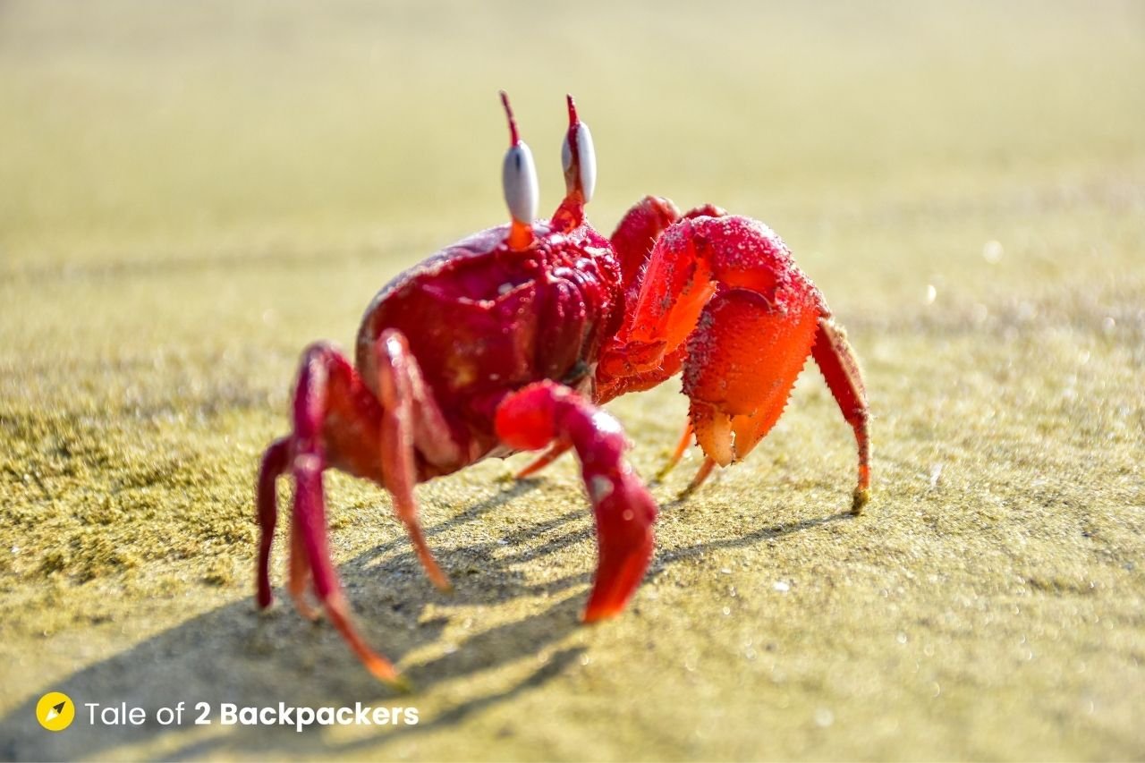 Red-crab-at-Baguran-Jalpai-Beach | Tale of 2 Backpackers