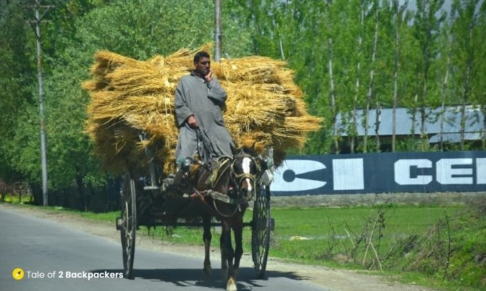 A local on the roads of Kashmir