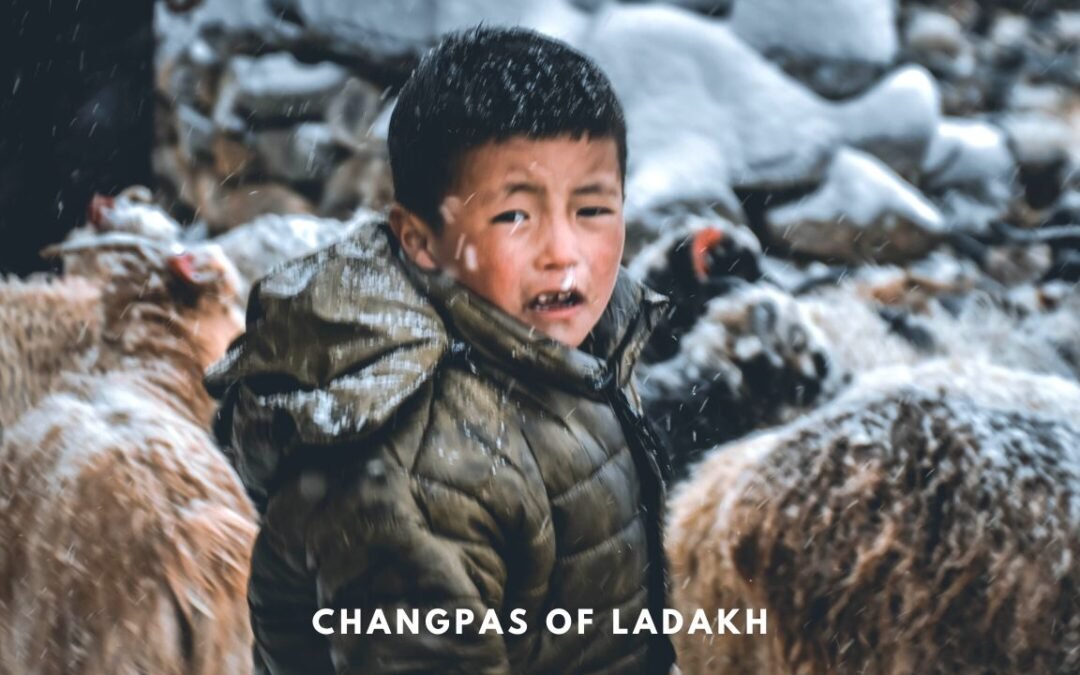 Changpa Tribe of Changthang, Ladakh – The Story of Pashminas