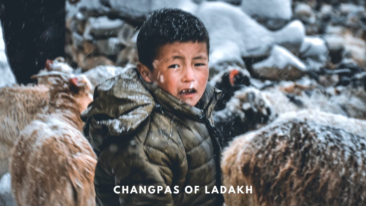 Changpa Tribe of Ladakh