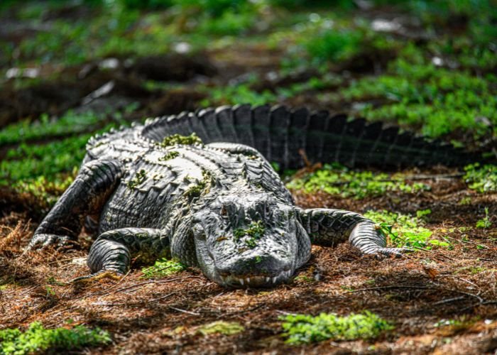 Alligator at Florida Everglades