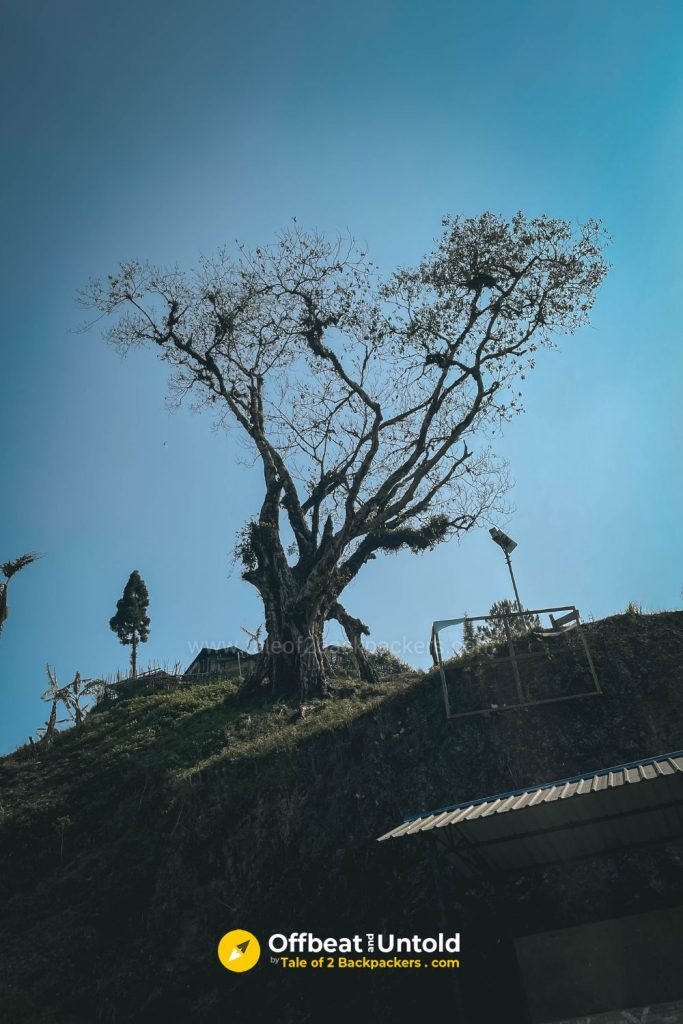 The tree where the headhunters used to hang the head of the enemies after returning from a succesful hunting expedition