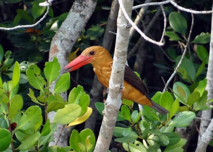Birding at Sundarbans