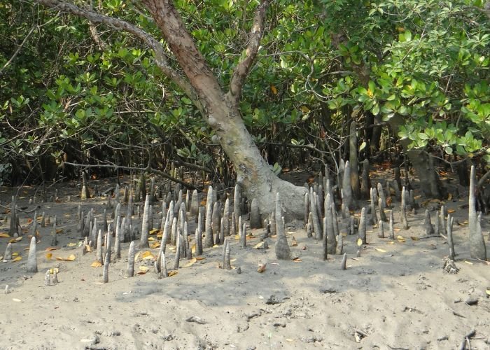 Mangroves of Sundarbans India