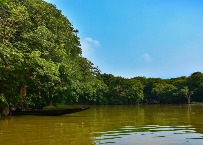 Mangroves of Sundarbans