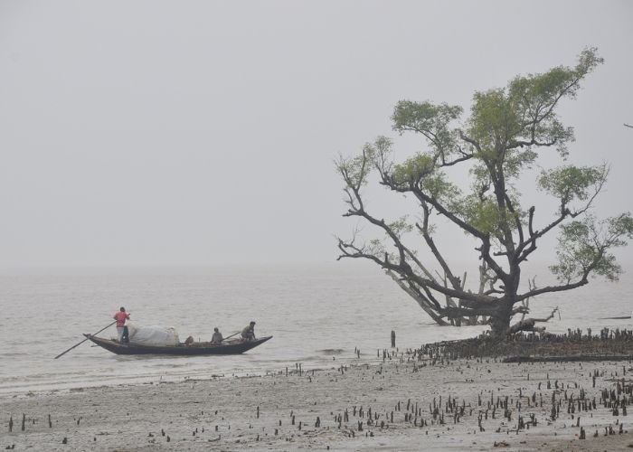 Mangroves of Sundarbans India