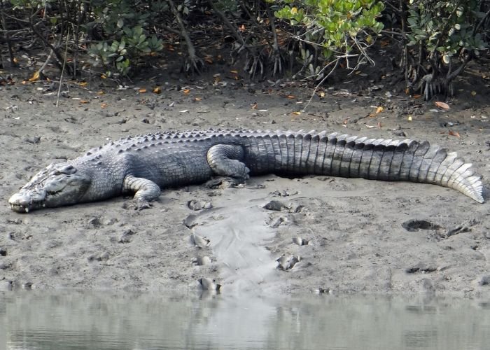 crocodiles at Sundarbans