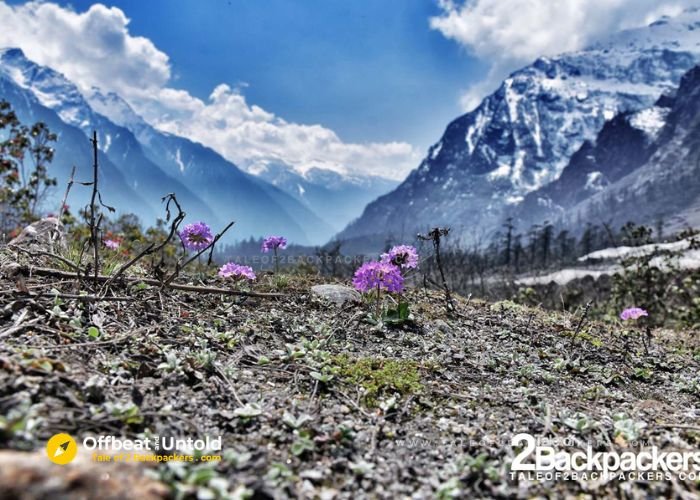 Yumthang valley Sikkim