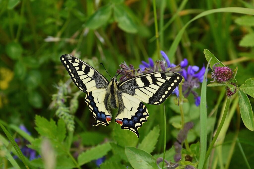 Butterfly Park atFort Lauderdale