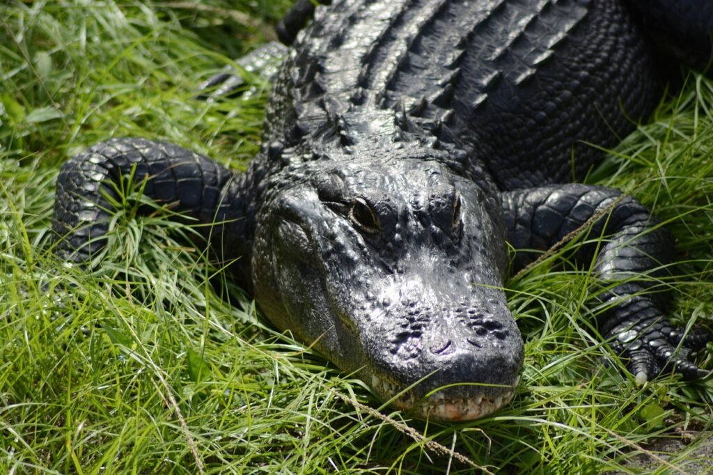 Crocodile at Fort Lauderdale