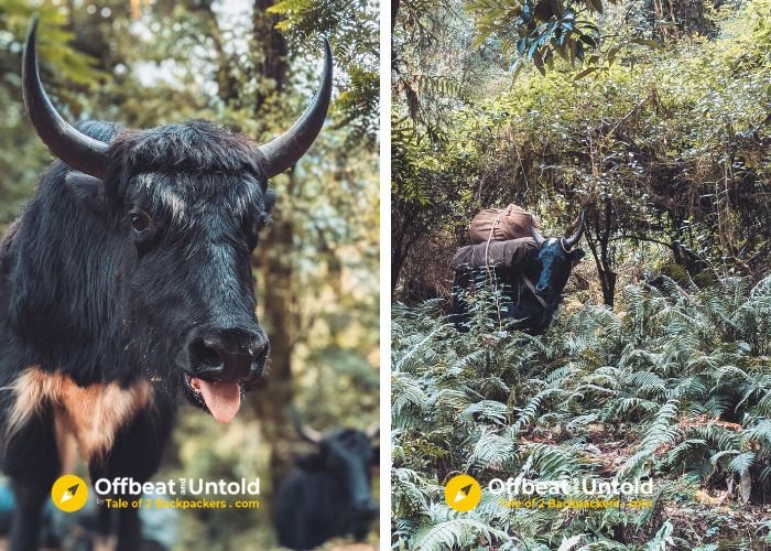 Yaks at Goechala Trek