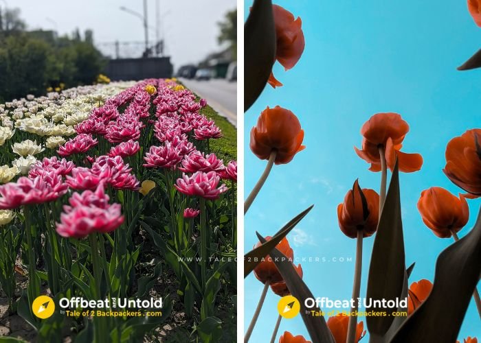 Tulips in Almaty, Kazakhstan