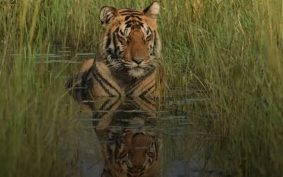 My Pench Safari Through Turia Gate: A First-Person Wildlife Experience
