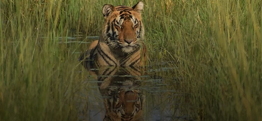Pench Tiger Safari
