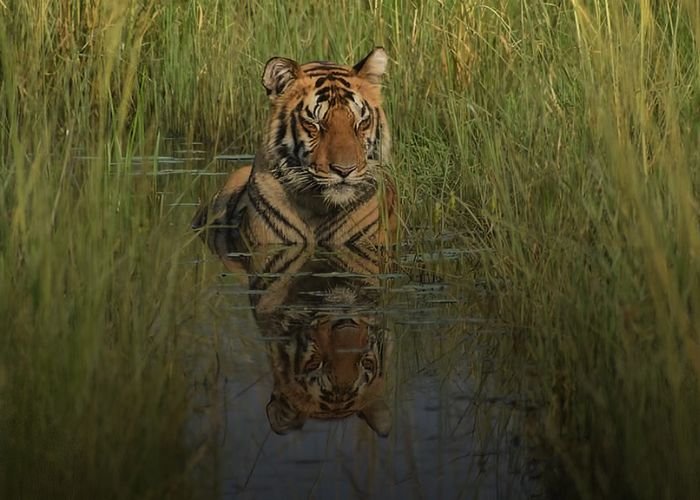 Tiger sighting at Pench National Park